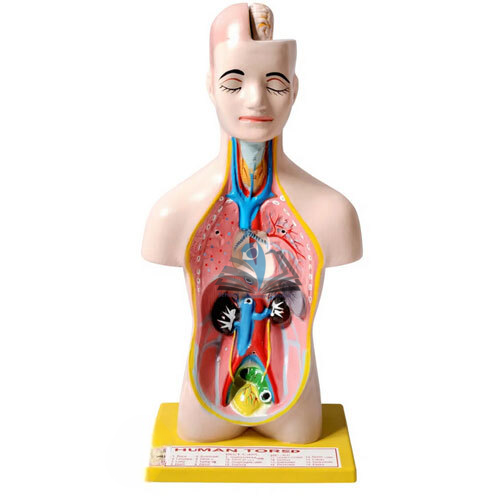 Human Torso Model Small